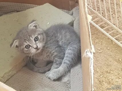 Котята в добрые в армавире