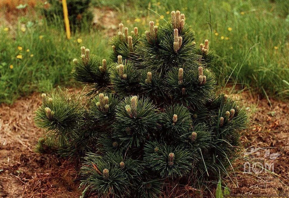 Сосна Pinus nigra. Helga. Pinus nigra (сосна чёрная) 'Nana'. Сосна черная Хельга. Сосна черная (Pinus nigra).