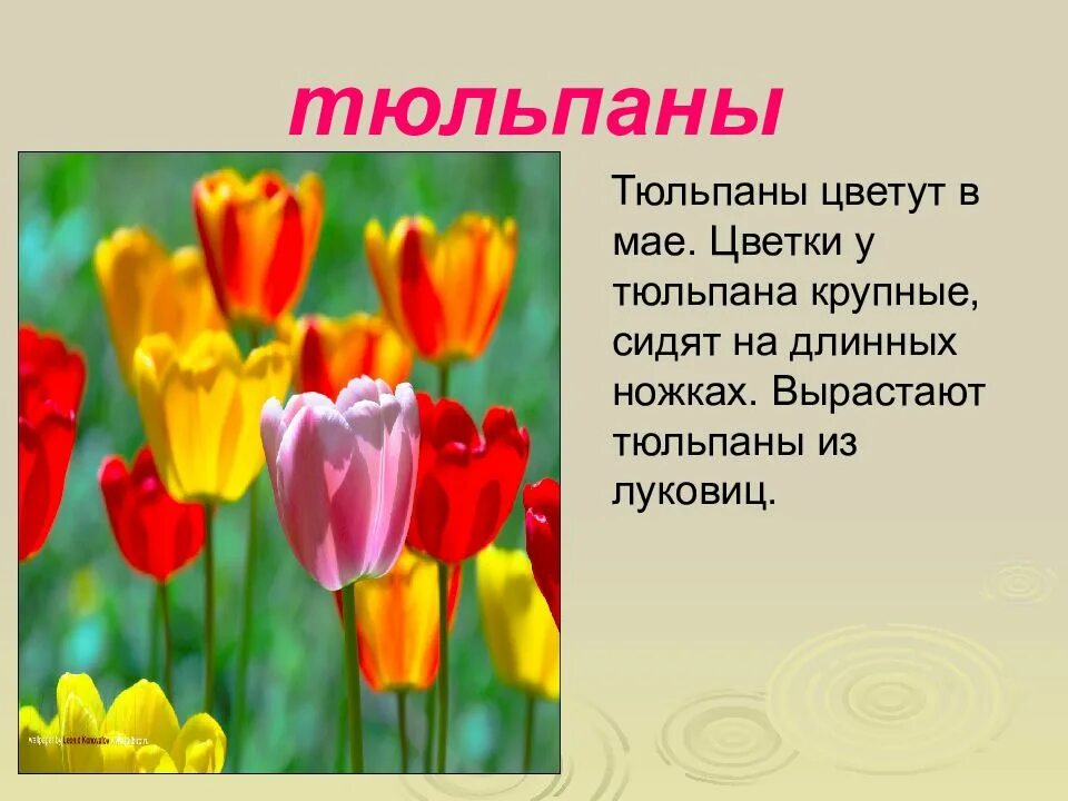 Описание тюльпана. Презентация на тему цветы. Описание цветка тюльпана. Рассказ о цветке тюльпан. Информация о цветах памяти