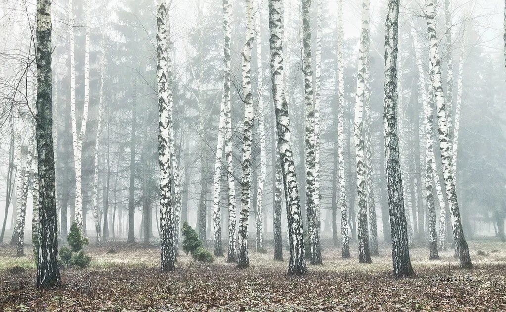 Грустные березы. Березовая роща СХИ. Береза Эстетика. Березовый лес Эстетика. Эстетика берёзового леса.