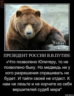 Медведь афоризмы