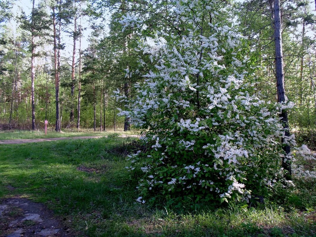 Дрожащая роща