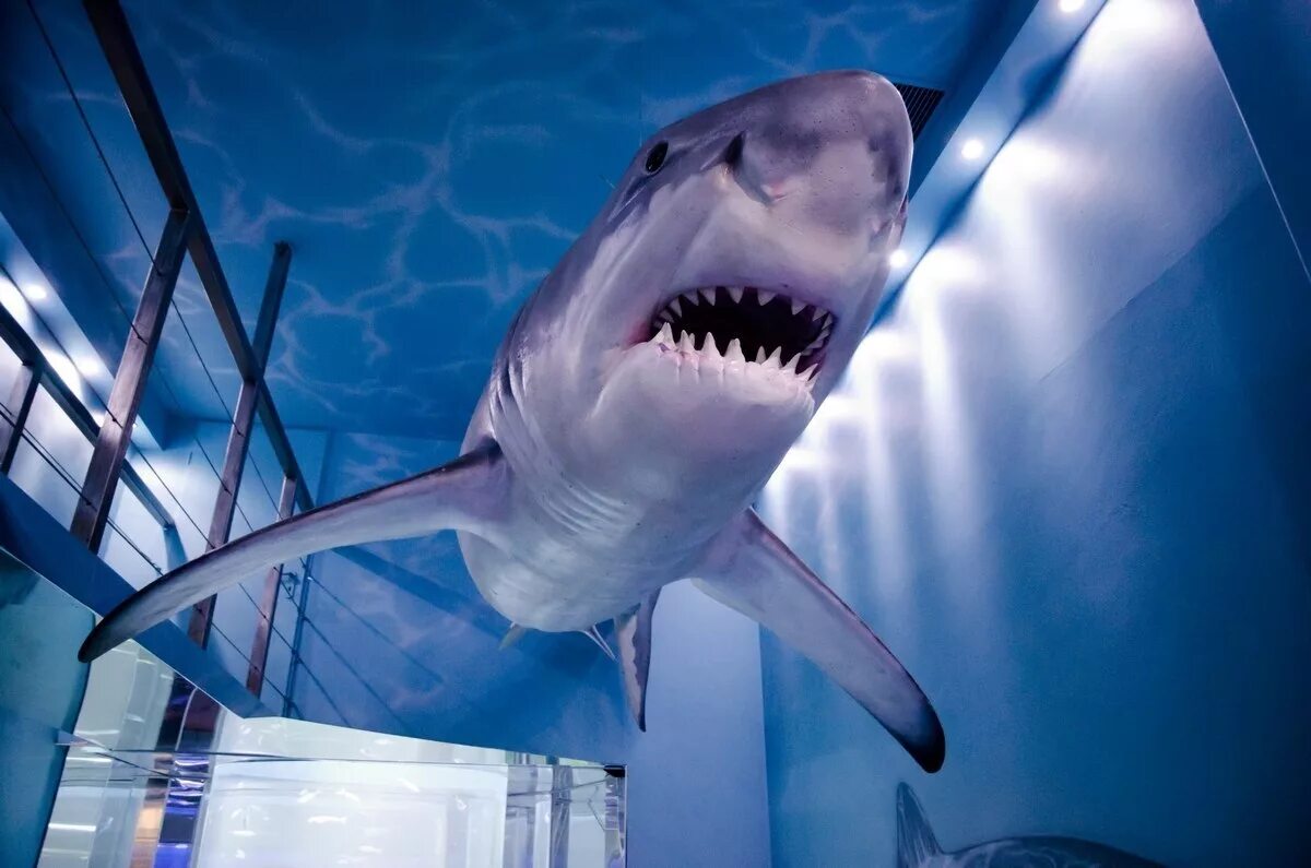 зоологический музей в москве. акула в океанариуме. москвариум большой аквариум. музей акул. магазин белая акула.