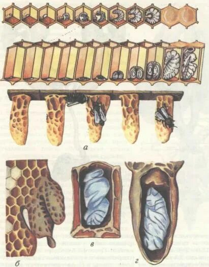 Когда появляются маточники. Этапы развития личинки пчелы. Стадии развития личинки пчелы. Фазы развития личинки пчелы. Стадии развития маточника пчелы.
