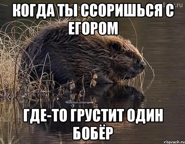 Мем с бобром. Шутки про бобров. бобер смешной. смешные мемы про бобров. прикол про бобра.
