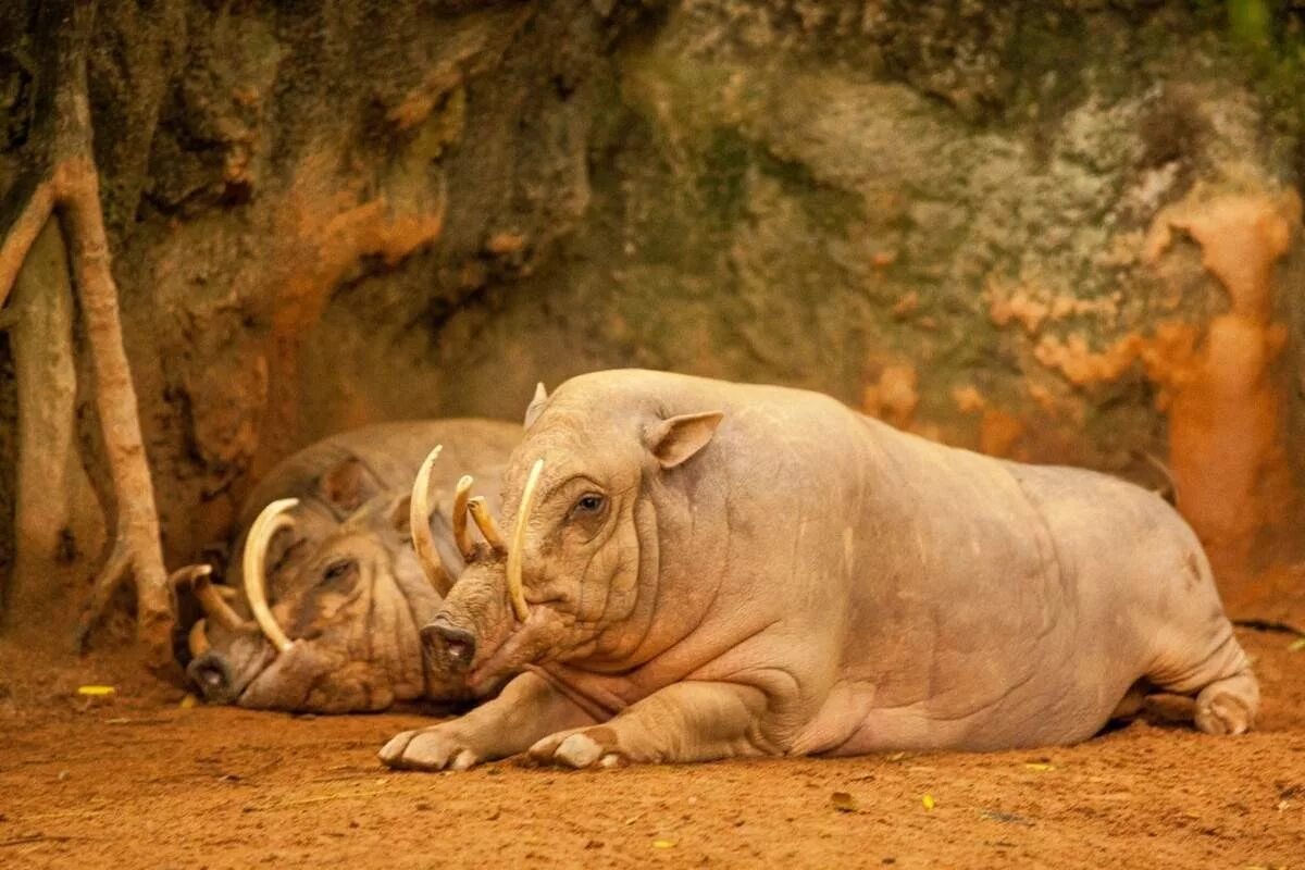 Дикая свинья бабирусса. Дикая свинья бабирусса. Редкая порода оленей. Свиной олень фото. Свинья олень.