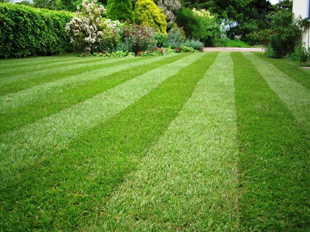 Газон. Газон партерный мавританский и обыкновенный. Газонная смесь "Eco Lawn" ("эко Лоун"). Газон элитный партерный. Партерный рулонный газон.