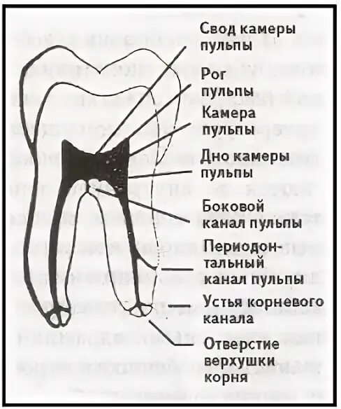 Анатомия пульпы. Строение дентина и пульпы зуба гистология. гистологическое строение пульпы зуба. строение пульпы зуба гистология. анатомическое строение пульпы.