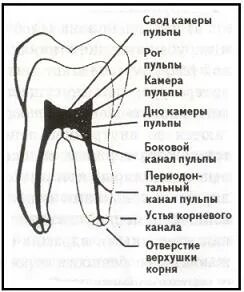 Изменения в пульпе