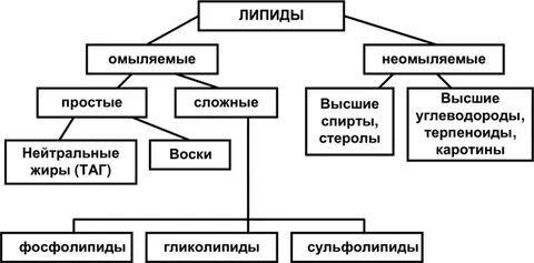Состав строение свойства липидов