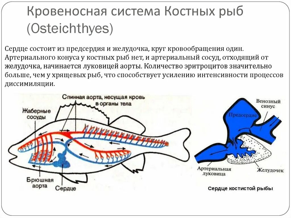 Система рыб