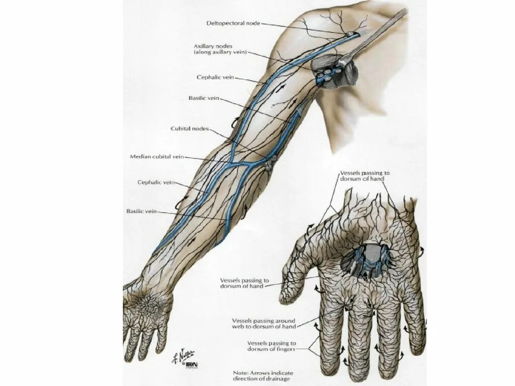 Анатомия верхней конечности. Топографическая анатомия верхней конечности. Топография верхней конечности топографическая анатомия. Верхняя конечность рука топографическая анатомия. Срезы верхней конечности топографическая анатомия.