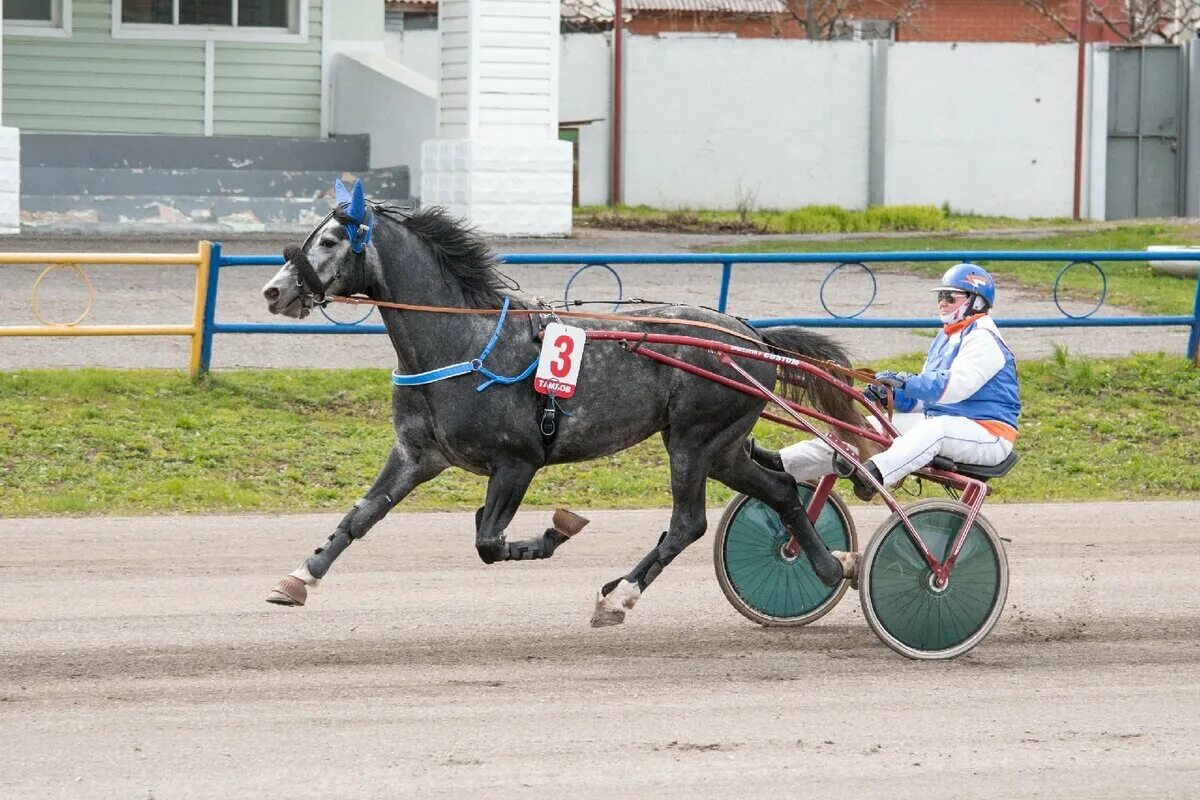 Воронежский ипподром, село бабяково. Бабяковский ипподром воронеж. Воронежский конный ипподром в бабяково. Голден раннер жеребец. Воронежский ипподром бабяково.