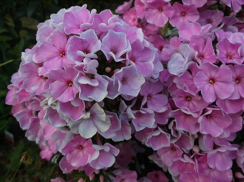 флокс метельчатый мариша. флокс седая нева. флокс любимый. флокс метельчатый сиренево_фиолетовый. флокс метельчатый москвичка.