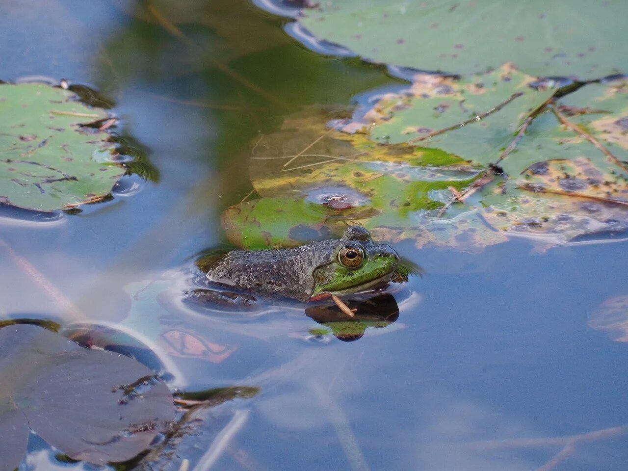 пресноводные обитатели. обитатели водоемов. животные обитающие в пресных водоемах. нейстон планктон. нектон нейстон перифитон планктон и бентос.