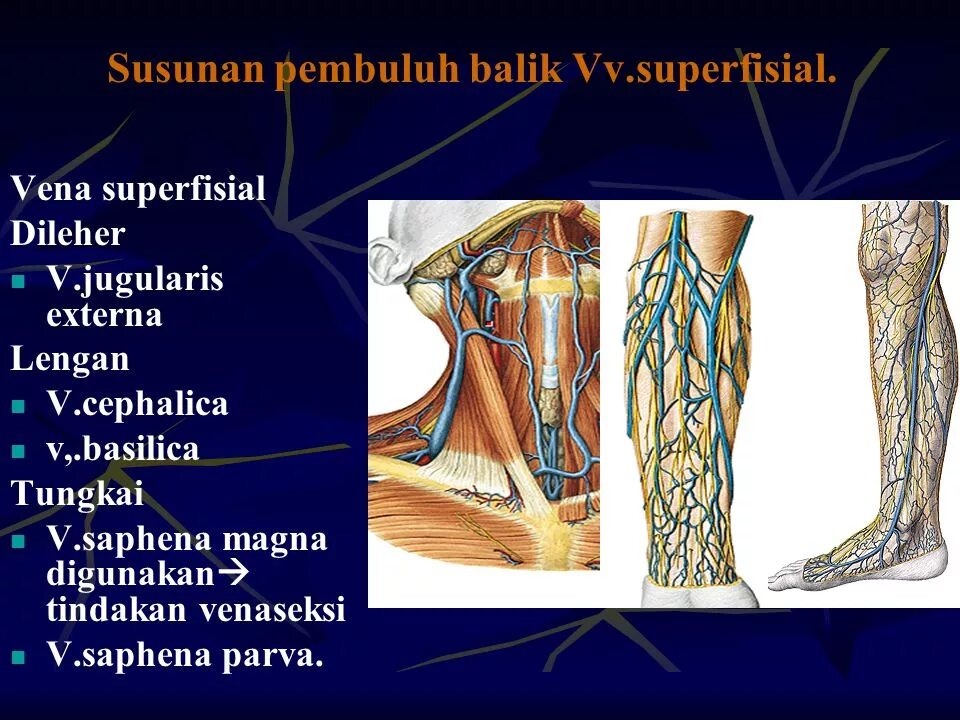 Vena saphena. Сафена Магна. V saphena Magna.