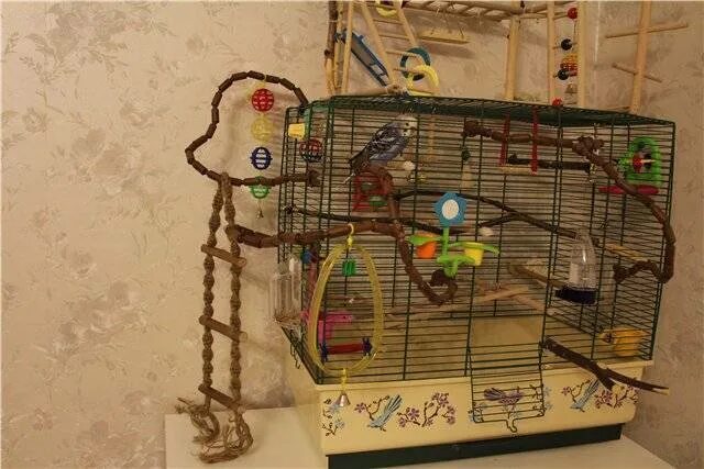 Клетка для попугая корелла. Домик для попугаев корелла. Веточки для попугаев волнистых. Какие ветки можно попугаю в клетку. Какие ветки можно попугаю в клетку.