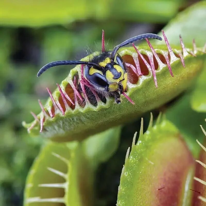 Венереггова мухоловка. Видоизменения венерина мухоловка. Выберите хищное растение. Дионея мусципула. Выберите хищное растение.