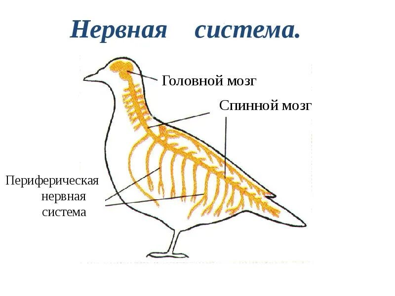 Нервная система птиц. Внутреннее строение птиц. Внутреннее строение птицы схема. Класс птицы внутреннее строение.