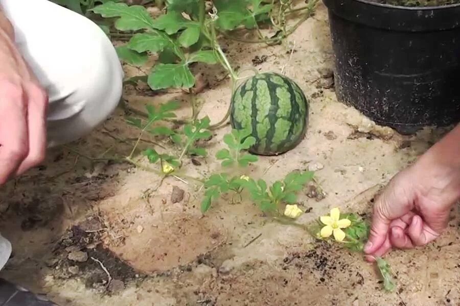 Арбуз через рассаду. Арбузы и дыни в теплице. Арбуз в огороде. Арбузы в открытом грунте. Грядка для арбузов.