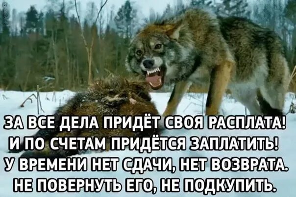 Приходить всякий. Статусы с волками. Расплата цитаты. За все за все придет расплата. Расплата придет.