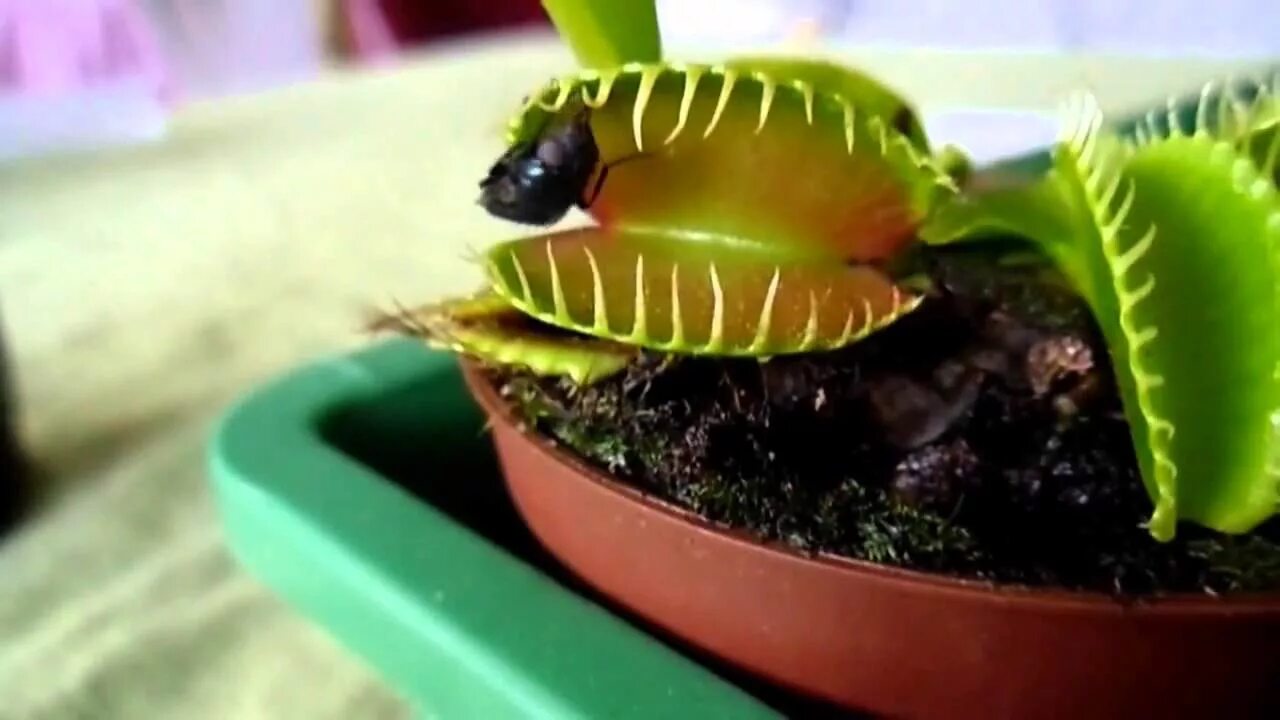 Дионея мухоловка. Венерина мухоловка. Чем кормить мухоловку. Венерина мухоловка террариум. Дионея мухоловка.