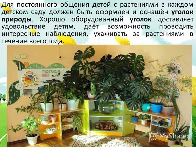 Проект на тему мой любимый уголок природы. Уголок природы в доу. Описание любимого уголка природы. Опишите какой нибудь уголок природы. Описание любимого уголка природы.