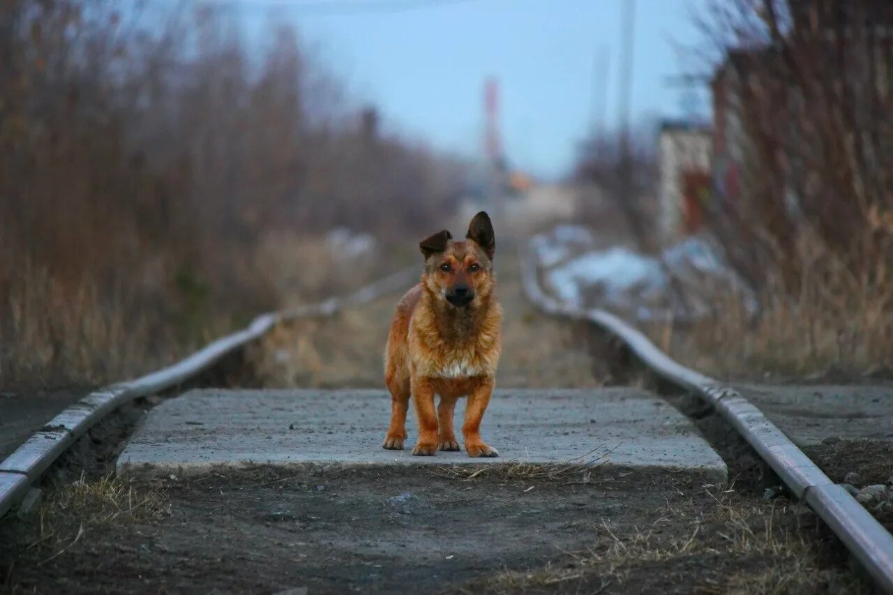 Рыжая дворняга. Рыжая собака дворняга.