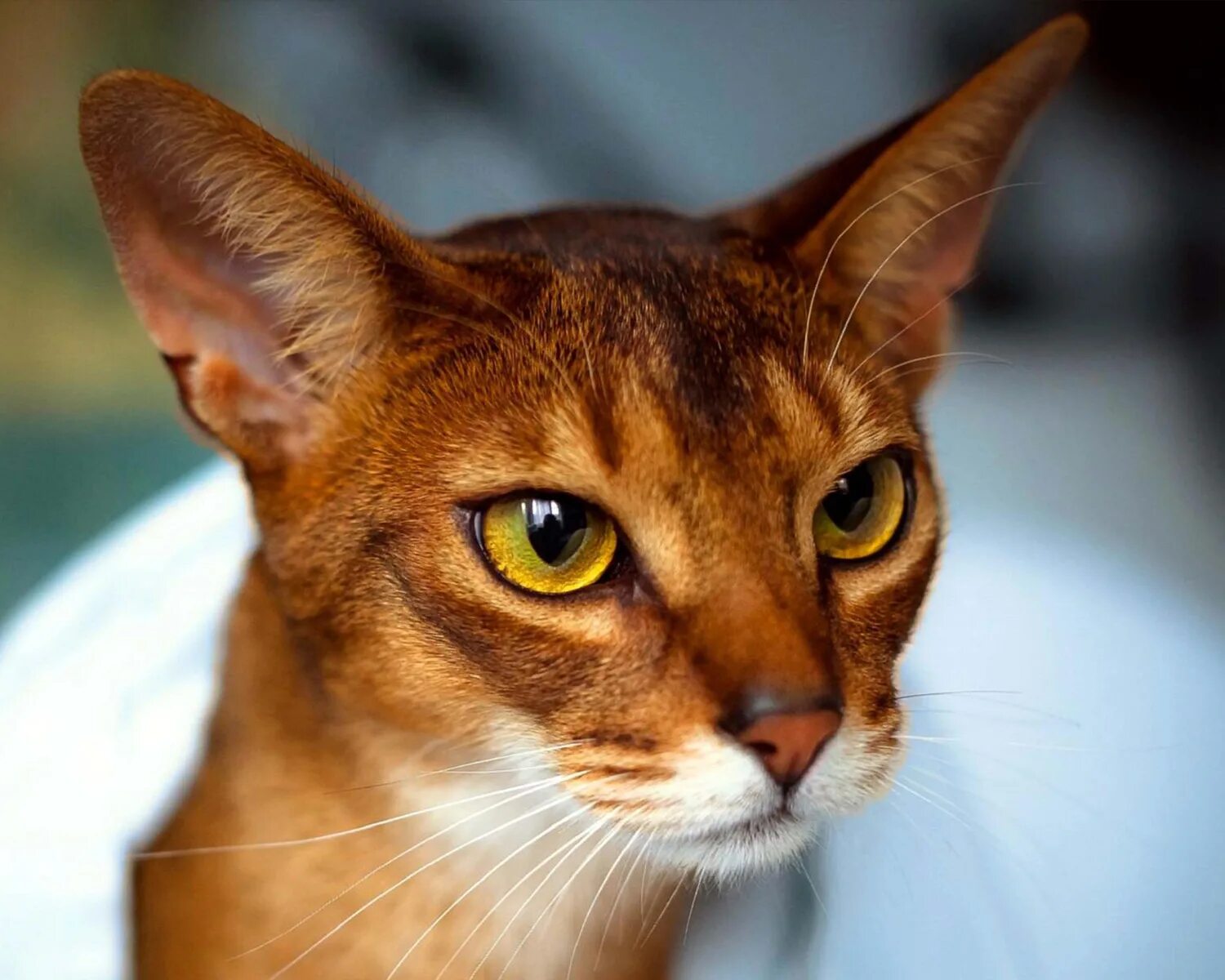 Кошка кошачий. Абиссинская порода кошек. Абиссинец Абиссинская кошка. Эфиопская кошка абиссинец. Кошка Египетская абиссинец.
