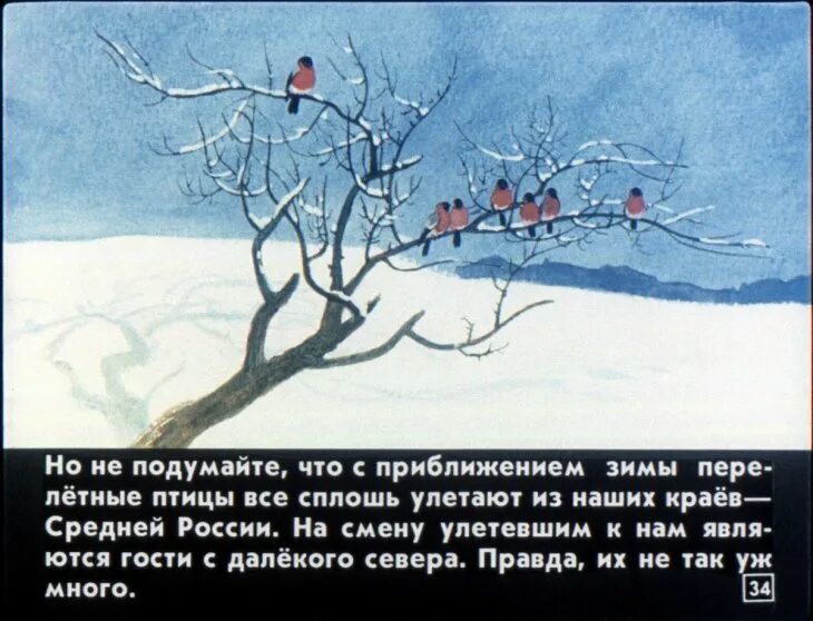 Скребицкий кто как зимует. Скребицкий зима. Кто как к зиме готовится г. Скребицкий старый блиндаж. Г скребицкого четыре художника зима.