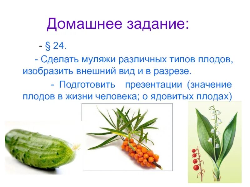 Значение плодов в жизни человека. Плоды в жизни человека. Значение плодов. Плоды в жизни человека. Тунга ядовитые плоды.