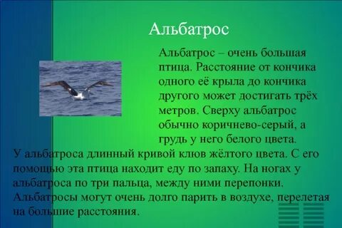 Альбатрос обитает