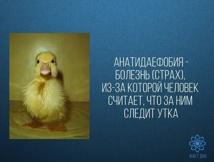 Утка следит за тобой фобия как называется