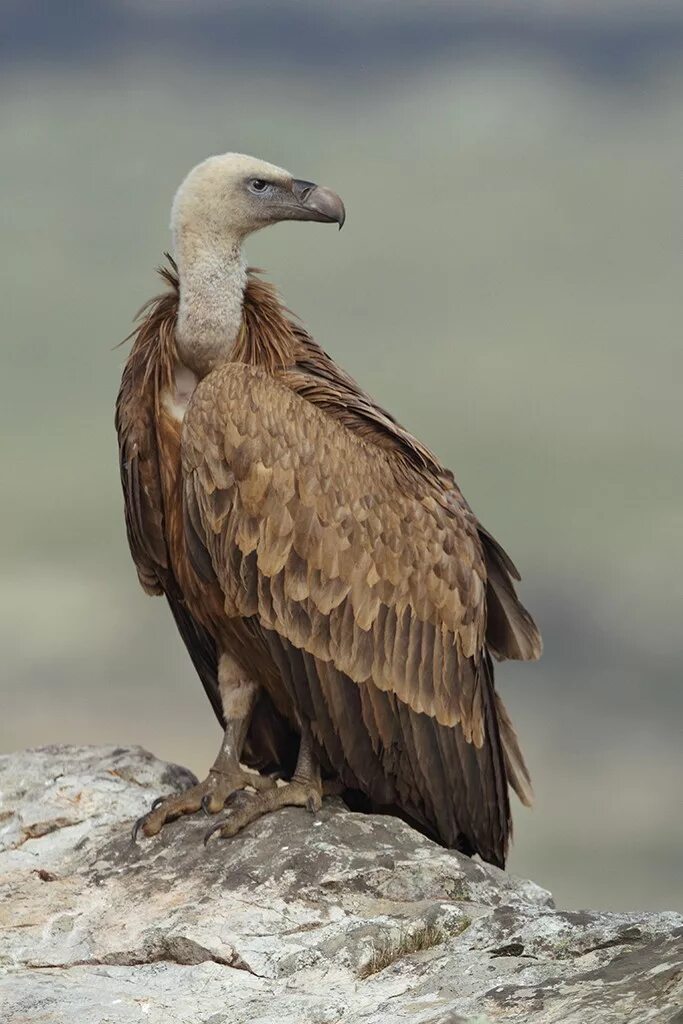 Белоголовый грифон. Белоголовый сип кавказ. Белоголовый стервятник сип. Белый сип птица. Кавказский кавказ белоголовый сип.
