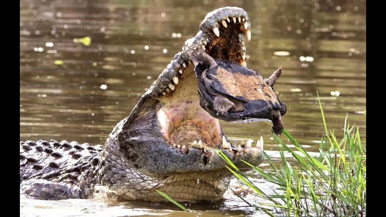Большой нильский крокодил. Африканский узкорылый крокодил. Крокодил на суше. Скорость крокодила на суше. Гребнистый крокодил.