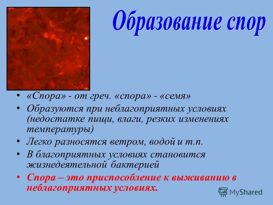 При недостатке пищи и влаги бактерия образует что. При недостатке пищи в бактерии образуется. При недостатке пищи клетка образует. Бактерии при неблагоприятных условиях. При резких изменениях температуры бактериальная клетка образует