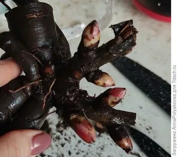 Корень пиона без почки