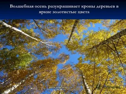 Желтеет число