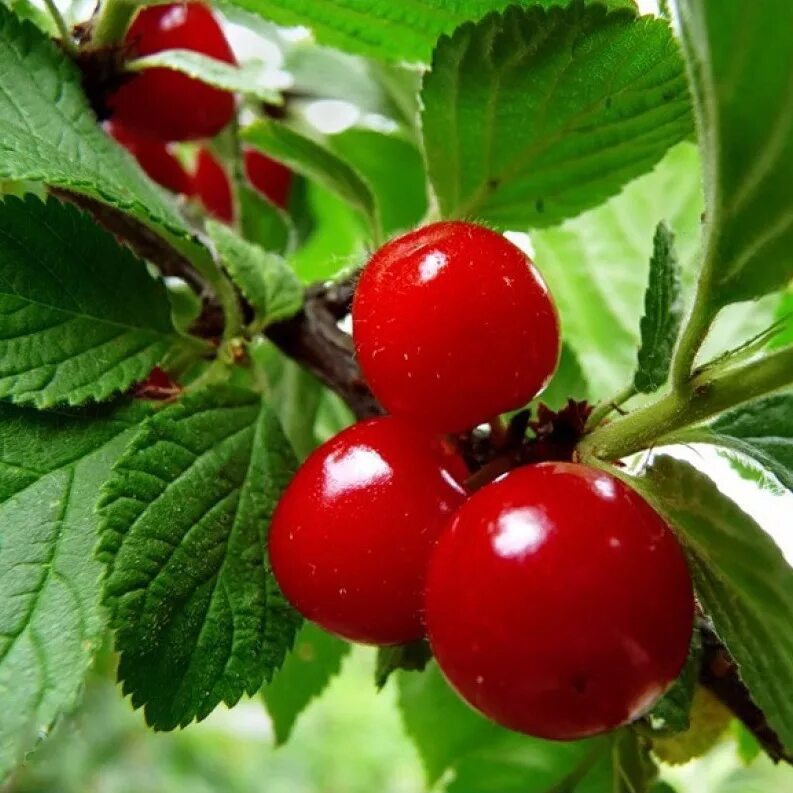 вишня сортовая (prunus cerasus `морозовка`). вишня обыкновенная любская. виды вишенка. вишня сеянец любской. вишня кустовая болотовская.