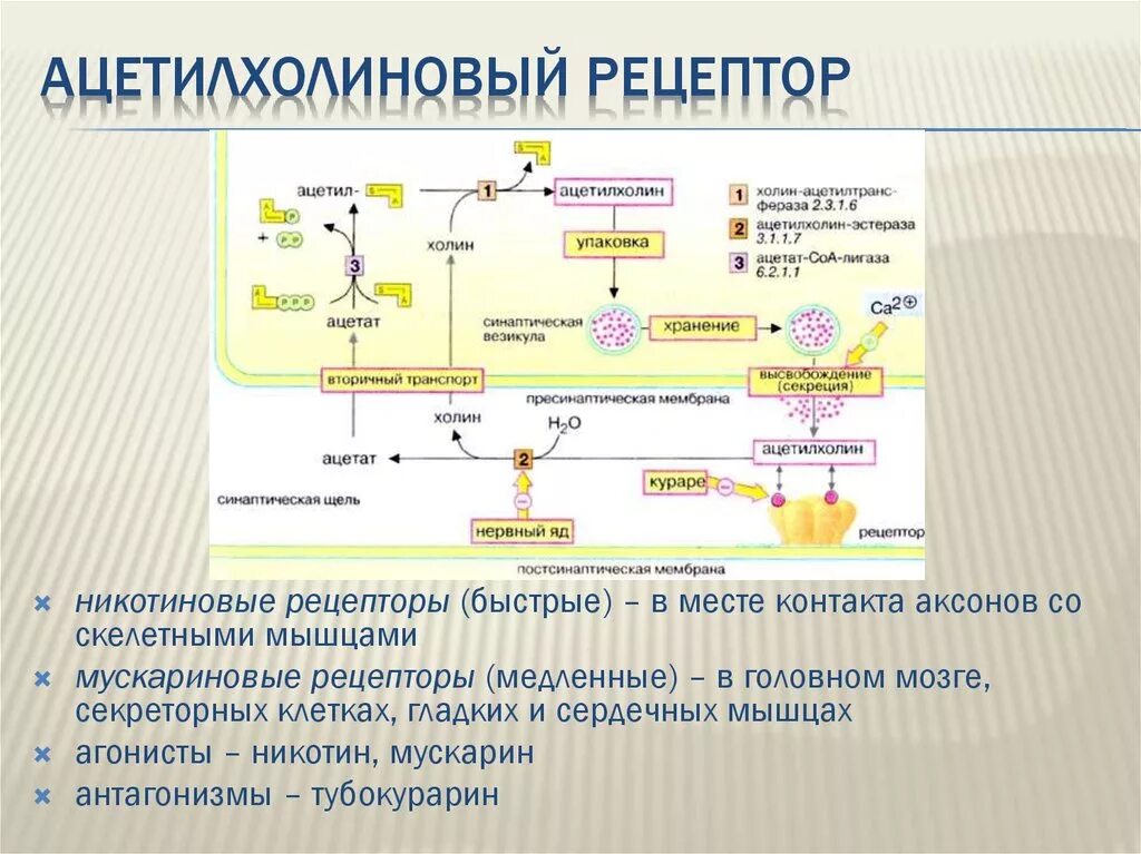 Мускариновые рецепторы ацетилхолина. Механизм взаимодействия ацетилхолина с рецепторами. С какими рецепторами взаимодействует ацетилхолин. Мускариновые рецепторы 3 типа.