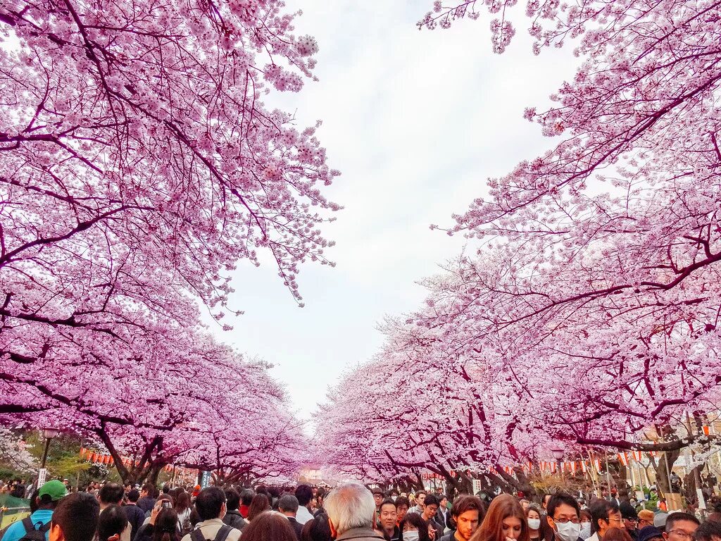 Сакура районы. Парк Уэно в Токио. Парк Уэно Сакура. Сакура цветёт Уэно Токио. Токио Ханами сад Уэно.