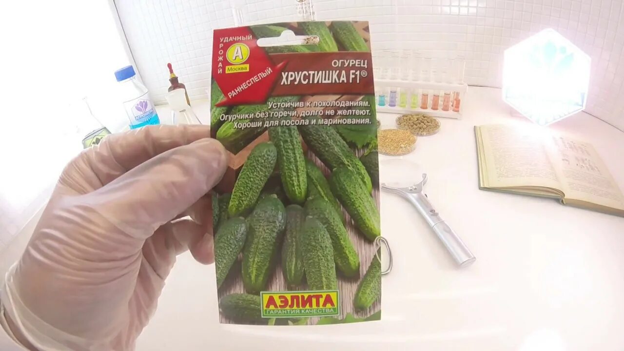 Огурец чудо хрустик f1. Теплица с огурцами. Семена огурца f1 балконный манул. Адам ф1 огурец. Огурец маринда f1.