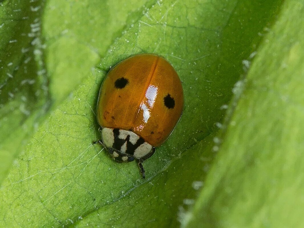 Двухточечная коровка. Божьей коровки Adalia bipunctata. Двухточечная Божья коровка. Коровка двухточечная (Adalia bipunctata). Коровка 2-точечная (Adalia bipunctata l.)..