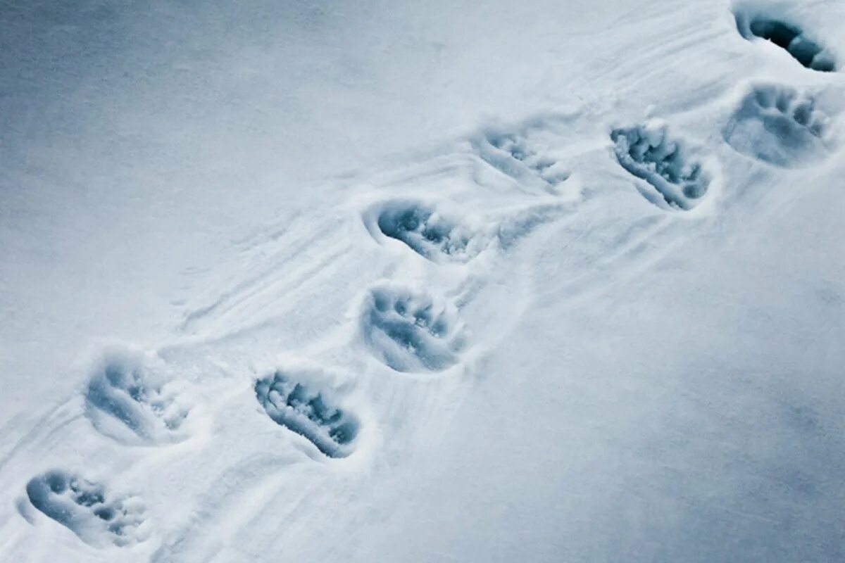Медвежьи следы на снегу. Следы Ласкина снегу. Следы медведя на снегу. Медвежий след.