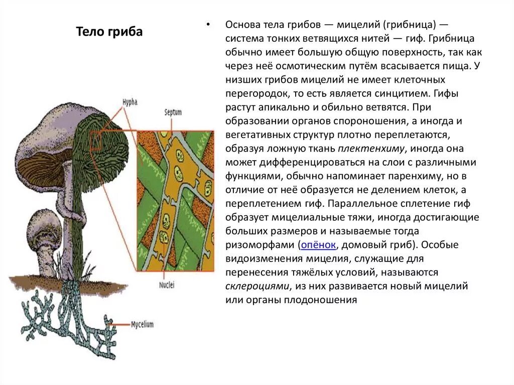 Как называется сплетение гифов гриба. Тело гриба мицелий. Грибница и плодовое тело. Грибы гифы мицелий. Грибные стенки покрыты снаружи клеточными стенками образованными