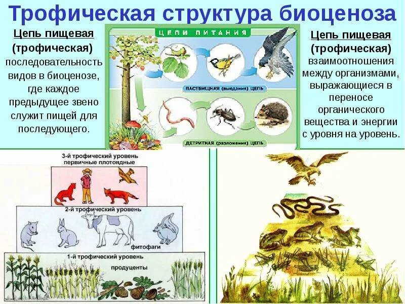 Трофическая структура сообщества. Пищевая трофическая структура биоценоза. Схема трофических связей. Биоценоз морфологическая пространственная и трофическая структура. Пищевые связи в биоценозе цепь питания.