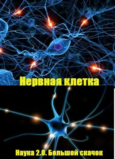 Видео последняя нервная клетка. Последняя нервная клетка. Моя последняя нервная клетка. Нервная клетка. Последняя нервная клетка фото.