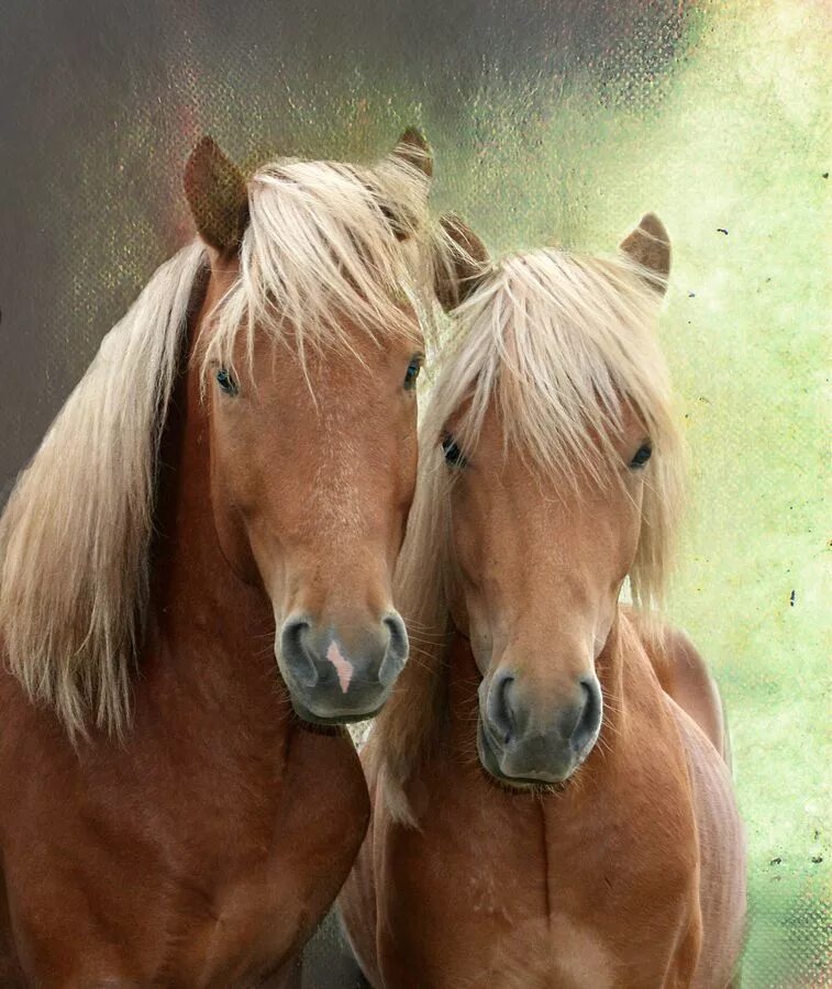 Horses are beautiful. Две лошади. Пара лошадей. Влюбленные лошади. Любовь лошадей.