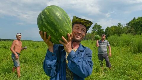 Фермер арбузы дыни