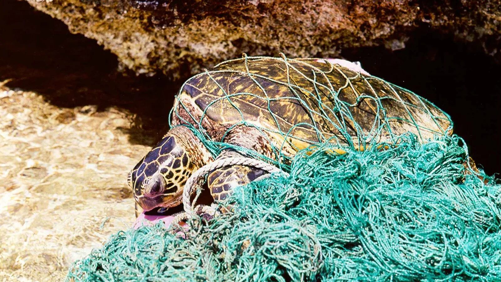 Животные страдающие от загрязнения. Морские животные в мусоре. Морские животные запутались в мусоре. Морские животные запутываются в пластике.